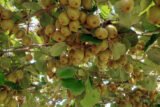 Aktinidija (Actinidia)