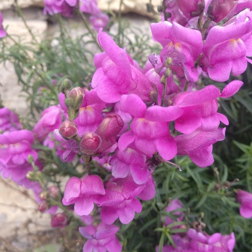  ioveinis Antirrhinum Ikonos Internete